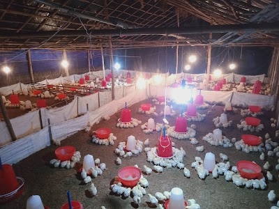 Suraj poultry farm