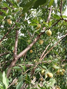 Bhamla