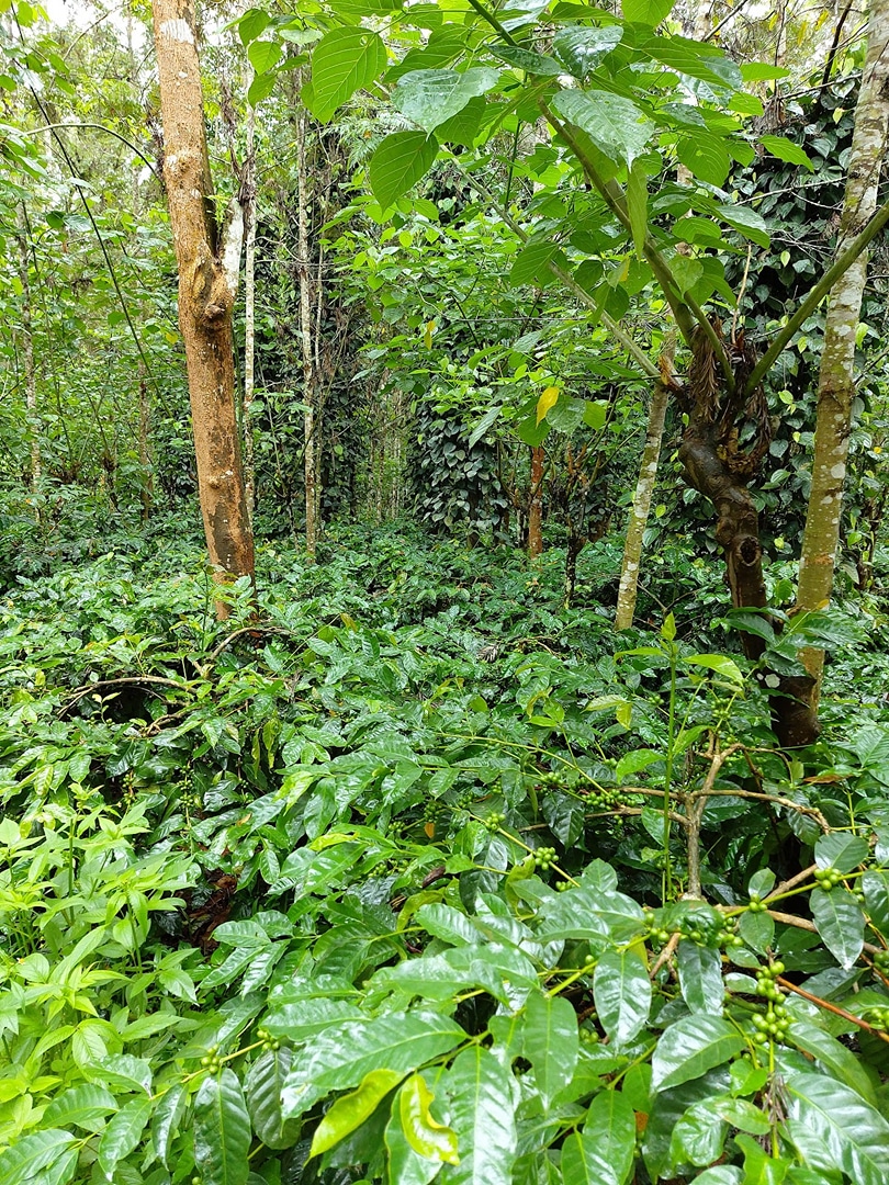 Coffee Estate