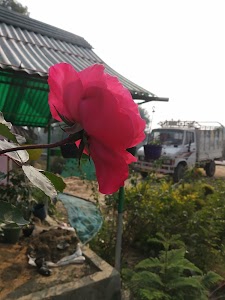 Diwanshi Nursery Plant
