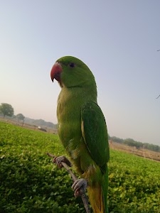Madhya Pradesh