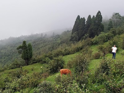 Rangbull