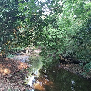Murti forest