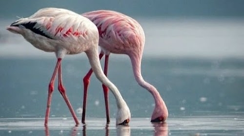 Nalsarovar bird sanctuary