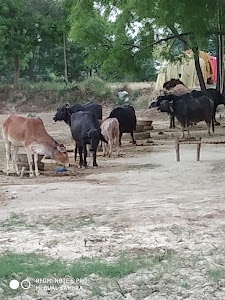 Ramjag Yadav House