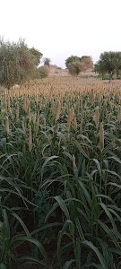 Punmaram Godara