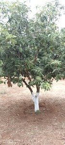 SAMZ FARM