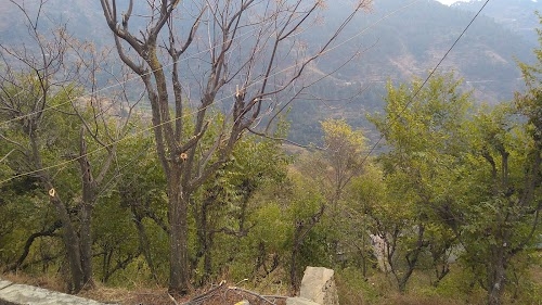 Parsari joshimath