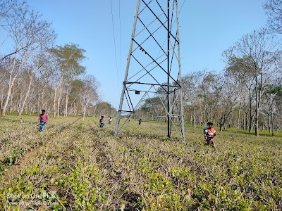 Duliabam Tea Estate Office