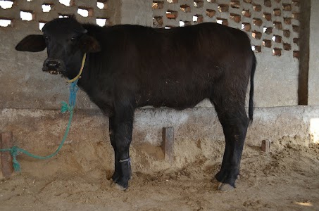 Dayal Dairy Farm