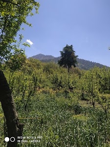 Kavil shikaragh jungle