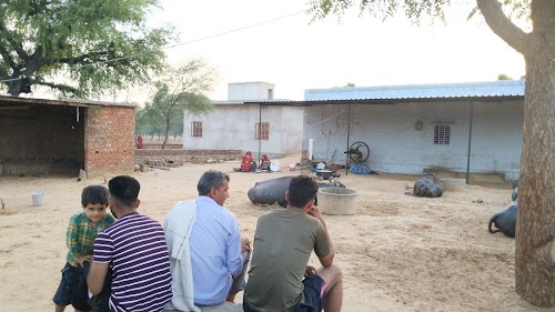 Cattle farm jalim