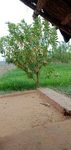 Bhadlao