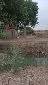 Saini farm