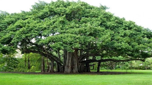 Jangalpur