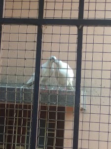 Piprahan Halt