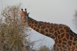 Skukuza Rest Camp, Kruger National Park