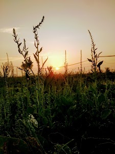 Shahpur Taga