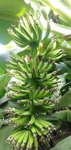 Davalpura