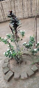 Asharambari