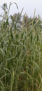 Bisaraniya