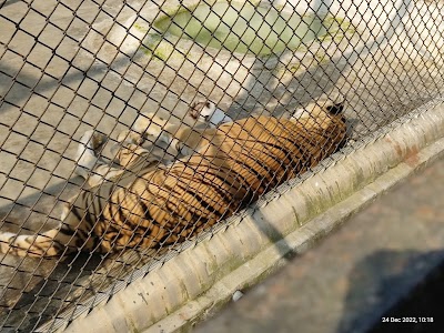 Royal Bengal Tiger Open Enclosure