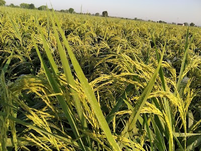 ÍSTD AGRO