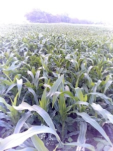 Sudha Milk Center