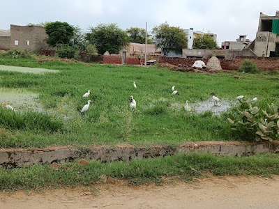 Sudkain Kalan wetland jind
