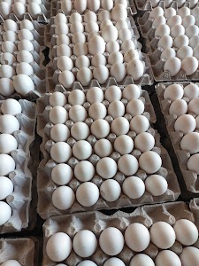Pooja poultry farm