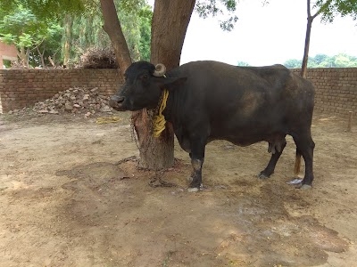 Civil Veterinary Dispensary, Bhagu, Bathinda