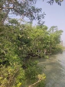 Sundarban Tiger Safari
