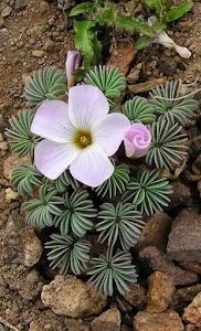 Duladih