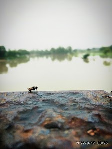 Rampur