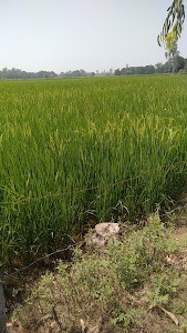 Lahsi