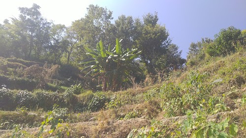 Mansari