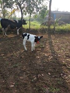 Gokula Dairy Farm Nandgaon