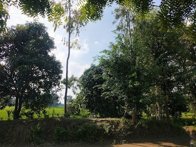 Mango Garden