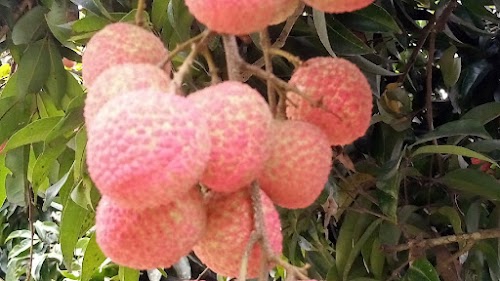Tamir Ali Litchi Bagan