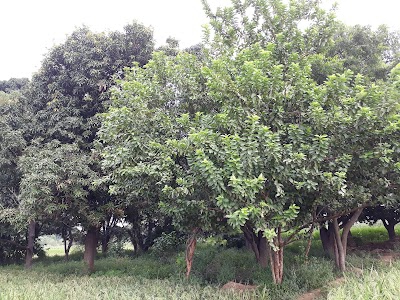 Lili Cold Storage Hajratpur