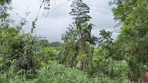 Aarfey Colony