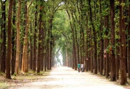 Kushmi Jungle