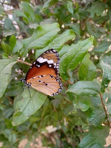 Gula Wali Dhani