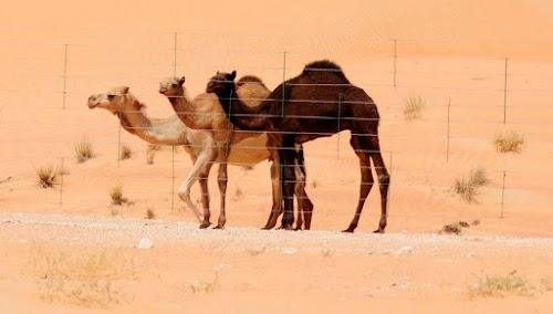Al Dahra Nahel Old Farm