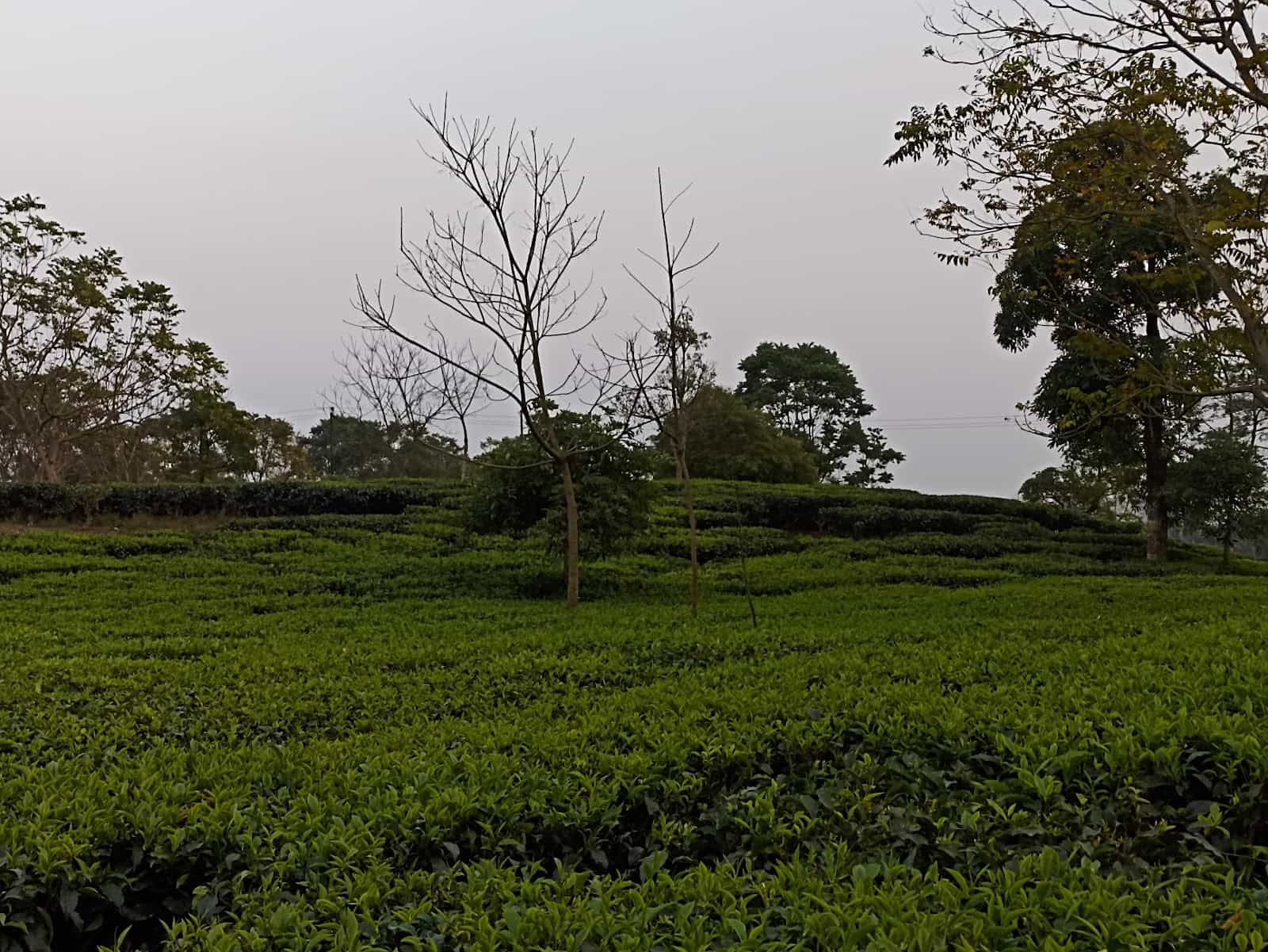 Dagapur Tea Estate
