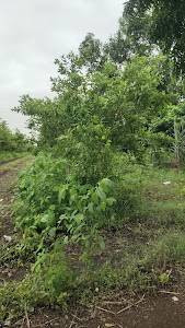 K.K.GOHIL FARM