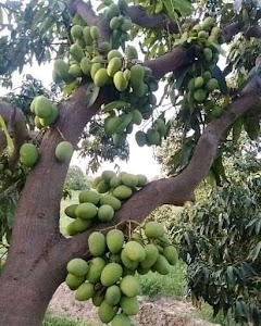 Malihabad