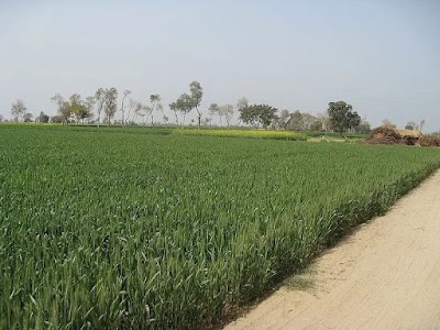 Sharma Agriculter farms Mathana