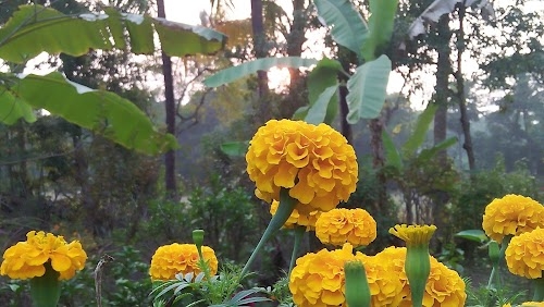 Madha Khali