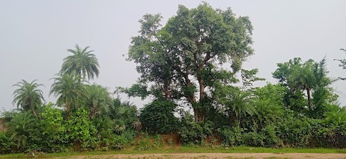 Kadwa